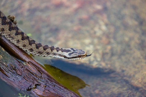 One Vipera berus, the common European adder or common European viper, creeps over a rootstock and