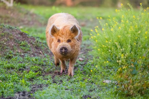 Kunekune pig, sus scrofa domesticus, a domestic breed from New Zealand