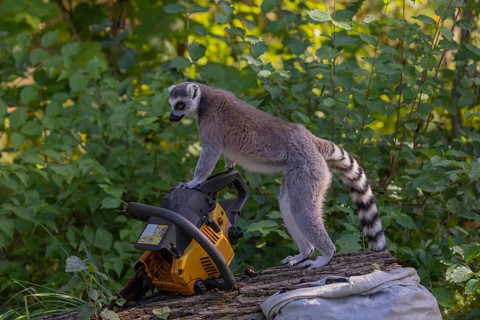 One ring-tailed lemur (Lemur catta) with a chainsaw on a log. A green forest in the background