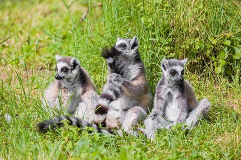Three ring-tailed lemurs (Lemur catta) sit on a green meadow and enjoy the sunshine