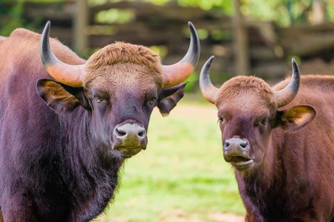 A male and a female Gaur (Bos gaurus gaurus) stand side by side on a green meadow