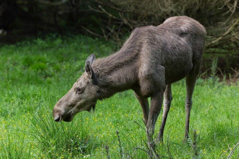 Moose (Alces alces) cow with trees and green grass around