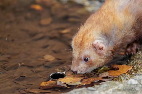 A female ferret (Mustela putorius furo) drinking from a little pond in a garden