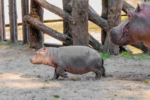 A baby hippopotamus (Hippopotamus amphibius) and its mother standing on a sandy riverbank in an