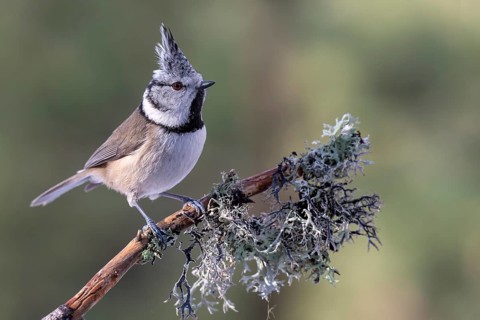Crested Tit (Parus Scalloped ribbonfish), sitting on a branch, Terfens, Tyrol, Austria, Europe