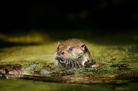 An otter swims attentively in the water and looks tense, European otter (Lutra lutra), Bavaria