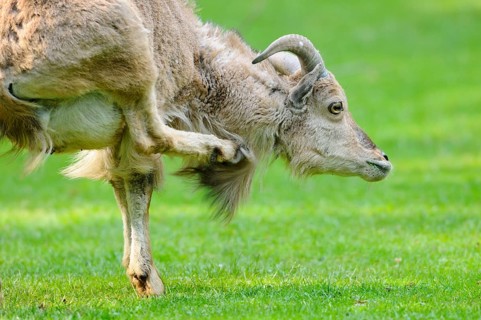 A wild sheep on a green meadow raises its leg, Mane jumper (Ammotragus lervia), captive