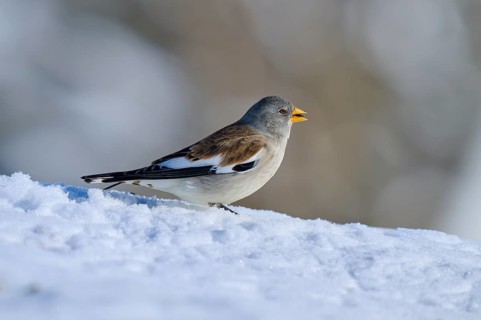 Snowfinch (Montifringilla nivalis), sitting on snow-covered ground, harmonious winter landscape,
