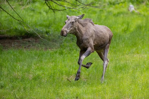 One adult female moose or elk, Alces alces, running, chasing away a male moose to protect her two