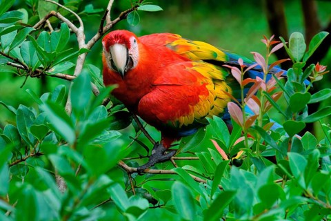 Hybrid Scarlet x Great Green Macaw (Ara macao x militaris), perched in a tree, Portrait, Costa