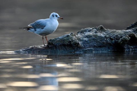 Black-headed Black-headed Gull (Chroicocephalus ridibundus), in a sable plumage, resting on a