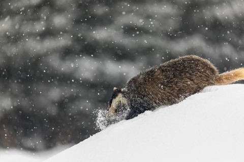 One young European badger (Meles meles) walking through deep snow during snow fall