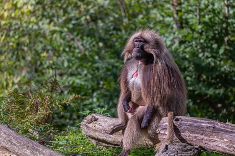 Portrait of an adult male Gelada (Theropithecus gelada), or bleeding-heart monkey, resting on a log