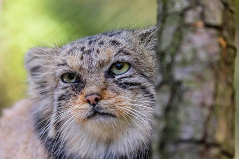 Portrait of a Pallas's cat (Otocolobus manul) or Manul. Least concern species on the IUCN Red List