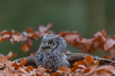 One Eurasian scops owl (Otus scops)sitting on a twig of a beech tree, embedded in brown leafs