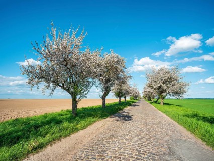 Avenue with blossoming fruit trees in spring under a blue sky with cumulus clouds, narrow country