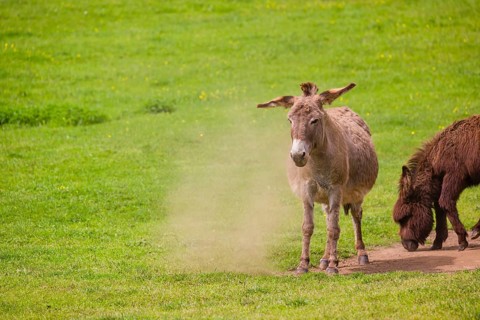 A mixed breed donkey takes a dust bath