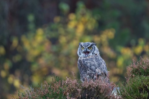 One adult Great horned owl (Bubo virginianus) sitting on the ground between heather. A forest in