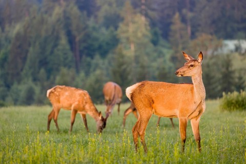 A herd of Altai maral hinds, Altai wapiti or Altai elk (Cervus canadensis sibiricus) stand in a