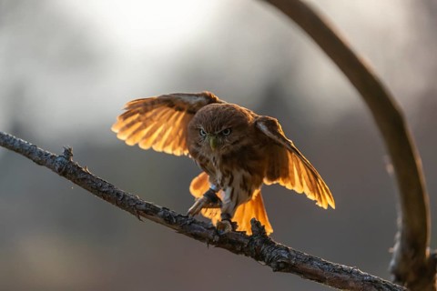 One East Brazilian pygmy owl (Glaucidium minutissimum), also known as least pygmy-owl or Sick's