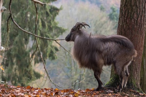 One male Himalayan Tahr (Hemitragus jemlahicus) standing in a forest. Green and yellow forest in