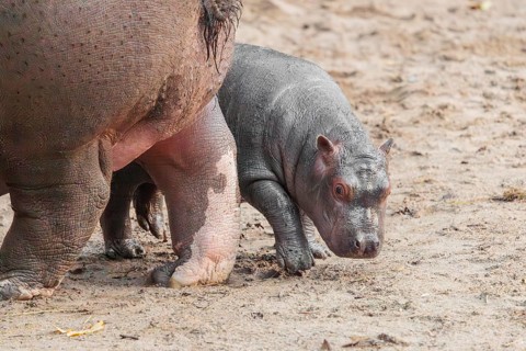 A baby hippopotamus (Hippopotamus amphibius) and its mother standing on a sandy riverbank