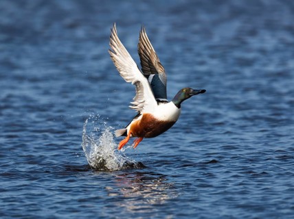 Northern Shoveler (Anas clypeata), male duck taking off in flight from lake, in display flight,