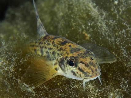 A gudgeon (Gobio gobio) with barbels moves over a structured substrate, Zollbrücke dive site,
