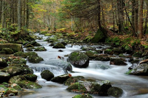 A quiet river runs through a wooded area, bathed in autumn colours, Kleine Ohe, Bavarian Forest