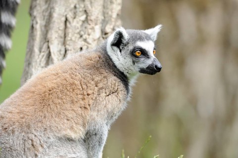 A lemur looking sideways stands next to a tree and shows its fur, Ring-tailed Lemur (Lemur catta),
