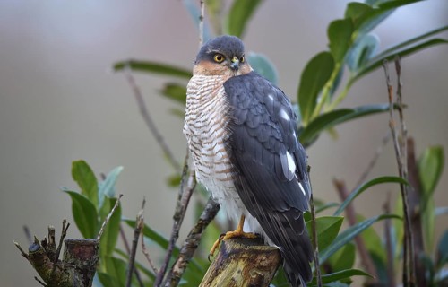 Sparrowhawk, (Accipiter nisus) sitting in cherry laurel, Schleswig-Holstein, Germany, Europe
