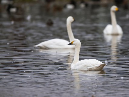 Tundra Swan, Bewick's Swan, Cygnus columbianus at winter in Slimbridge, England, United Kingdom,