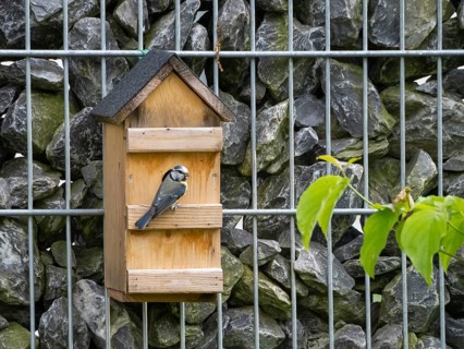 Tit (Paridae) sitting in front of a nesting box on a gabion wall, North Rhine-Westphalia, Germany,