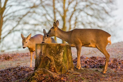 An adult female roe deer (Capreolus capreolus) nurses her fawn next to a tree stump at sunrise.