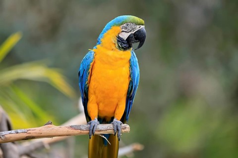 Yellow-breasted Macaw (Ara ararauna), adult, on wait, South America