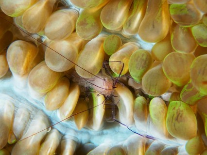 A Philippine bubble coral shrimp (Palaemonella philippinensis) on a bubble coral, dive site Prapat,