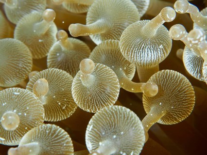 Golden bubble anemone (Entacmaea quadricolor) in close-up with clear patterns, dive site Toyapakeh,