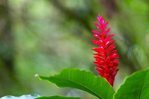 Alpinia purpurata, ginger plant (Zingiberaceae), Costa Rica, Central America