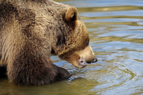 Garden tiger moth looking into the water with a curious expression, Eurasian brown bear (Ursus
