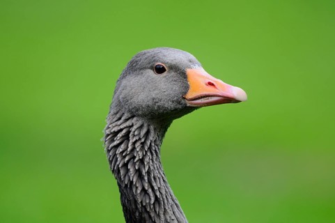 Portrait of a grey goose with orange beak in green surroundings, greylag goose (Anser anser),