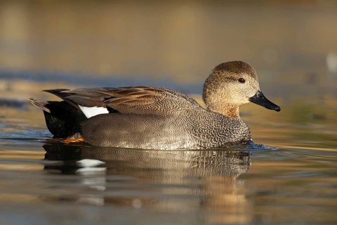 Gadwall duck (Mareca strepera) adult bird on a lake, England, United Kingdom, Europe