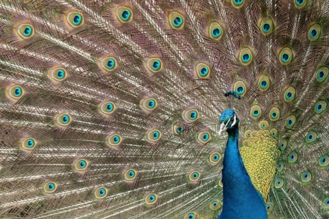 Indian peafowl or Peacock (Pavo cristatus) adult male bird displaying showing its tail feathers,