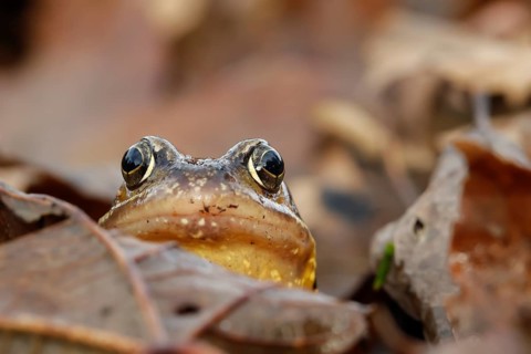 Common frog (Rana temporaria) adult amphibian on a pile of fallen autumn leaves in a garden,