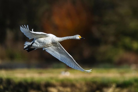 Tundra Swan, Bewick's Swan, Cygnus columbianus in flight at winter in Slimbridge, England, United