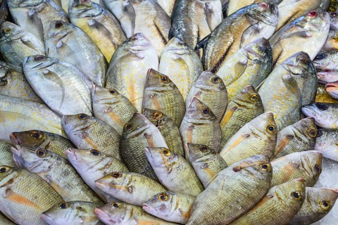 Red Sea Fish, Fish Market in Hurghada, Egypt, Africa