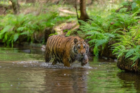 One young female Siberian Tiger, Panthera tigris altaica, walking thru the cool fresh water of a