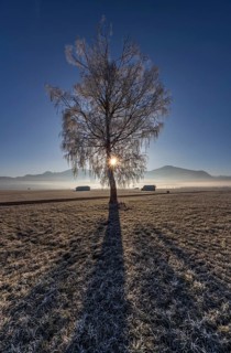 Tree, birch, hoarfrost, sunbeams, fog, path, backlight, sunny, mountain landscape, winter,