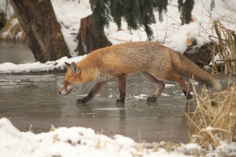Red lynx (Vulpes vulpes) running across a frozen stream, Allgäu, Bavaria, Germany, Allgäu, Bavaria,