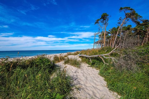 Born am Darß, Fischland-Darß-Zingst, Mecklenburg-Vorpommern, Germany, Pine forest in the dunes on