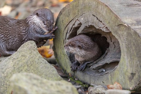 One oriental small-clawed otter or Asian small-clawed otter (Aonyx cinerea), hiding in a hollow log